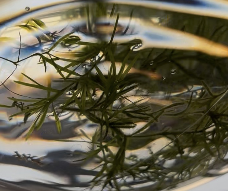 《Ping Pong Ping Pong》